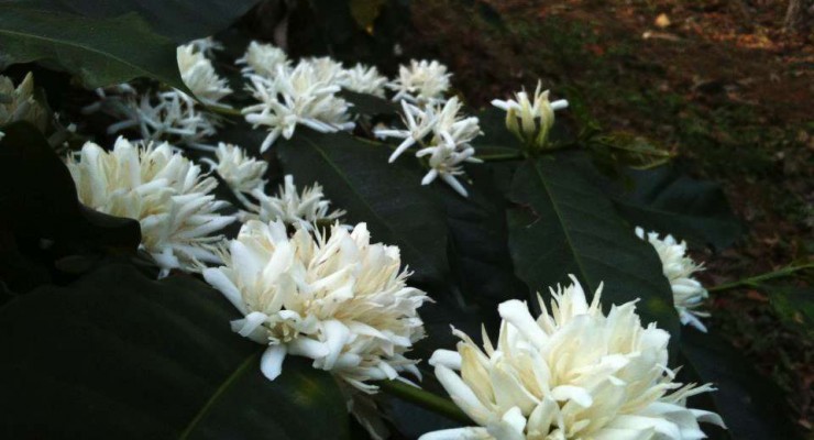 TheTamaraCoorg-Coffee-blossoms